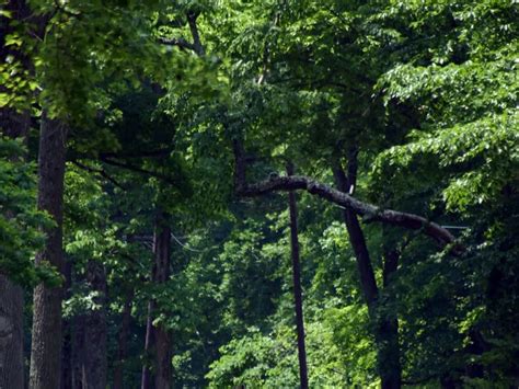 Fort Ancient Earthworks & Nature Preserve (Oregonia) - Visitor Information & Reviews