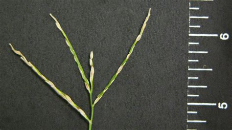 Large Crabgrass | NC State Extension