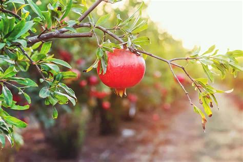 Pomegranates - Ubali Pomegranate Farm