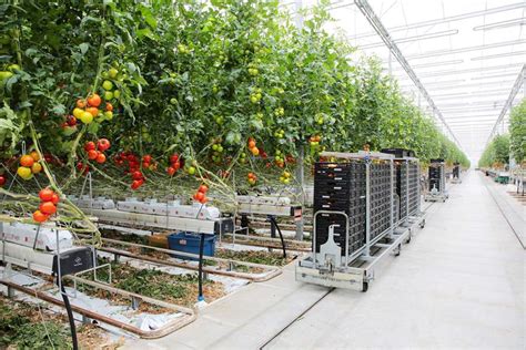 Delta greenhouse expansion on hold thanks to labor shortage - The Blade