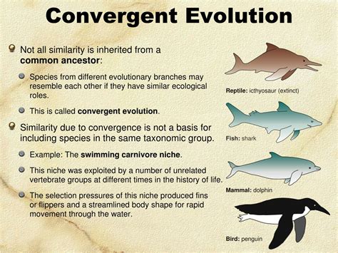 PPT - Convergent Evolution PowerPoint Presentation, free download - ID:8749225