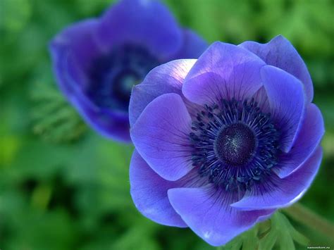 Blue flowers, dark blue, flowers, violet 1600x1200 - Wallpapers, photografies, photo-wallpapers ...