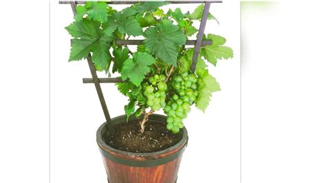 Grow Grapes in pot/Grapes plant care tips/How to grow grapes at home ...