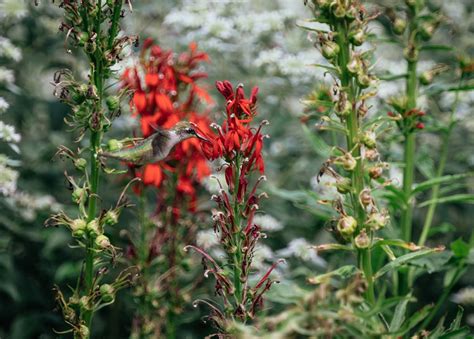 Hummingbird on Red Flower · Free Stock Photo