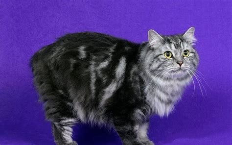 Cymric Cat is a breed of domestic cat. Some cat registries consider the Cymric Cat simply a semi ...