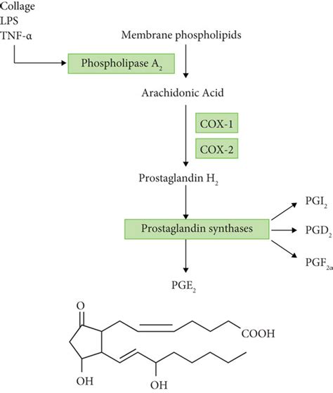 The process of PGE2 synthesis. Arachidonic acid is released from the ...