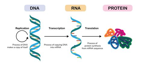 Selection of Protein Expression System – Creative Biolabs Blog