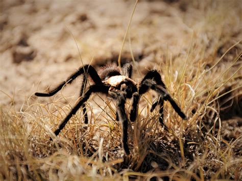 Tarantulas! What to Know About Colorado’s Spider Migration - 5280