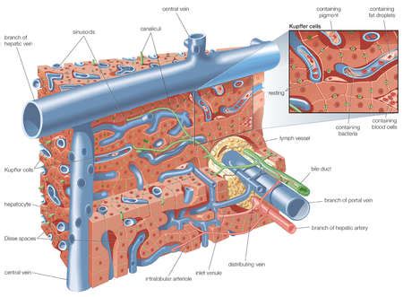 Stock Illustration - Liver structure schema