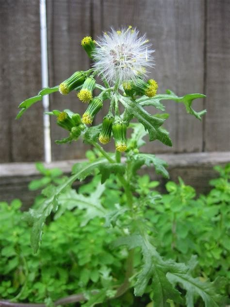 Common_Groundsel-first_fruits | Arbor Lawn Blogs | Poisonous plants, Edible plants, Plants