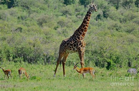 Second Tallest Animal In The World - Get More Anythink's