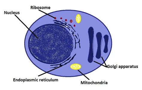 What do Plasma Cells do? - Structure and Function