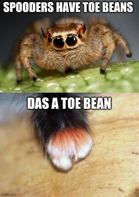 its cute very very cute and if you have arachnophobia don't click on this - Imgflip