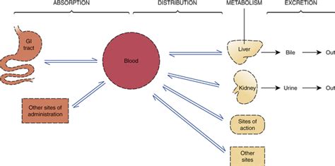 Pharmacokinetics | Nurse Key