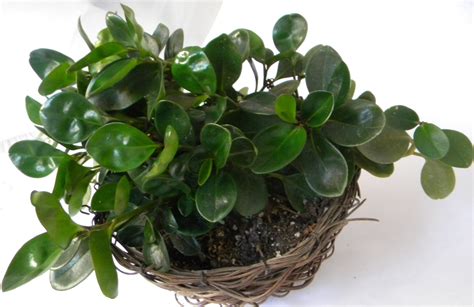 Plants & Flowers » Baby Rubber Plant