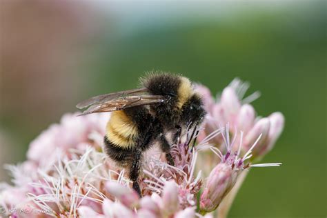 Half of Vermont bumble bee species gone or in peril, study shows - VTDigger