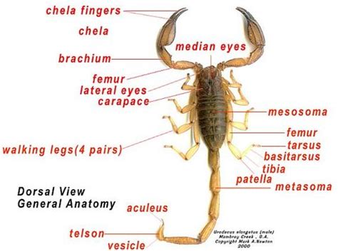 Anatomy - Scorpions