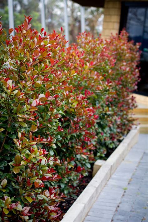 Syzygium 'Big Red' lilly pilly has big impact - GardenDrum