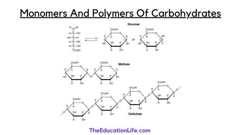 Monomers And Polymers Of Carbohydrates Explained - The Education