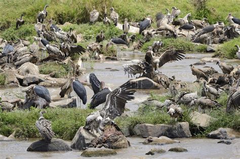 Vultures and Marabu's scavenge 844851 Stock Photo at Vecteezy