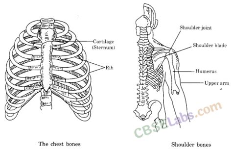 Body Movements Class 6 Notes - Learn CBSE