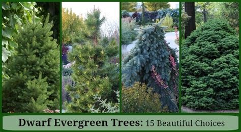 Dwarf Evergreen Trees: 15 Exceptional Choices for the Yard and Garden