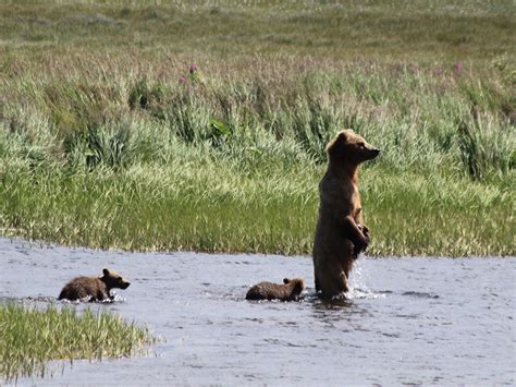 Kodiak Bear Viewing | Larsen Bay Lodge