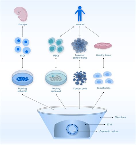 An Introduction to Organoids, Organoid Creation, Culture and ...