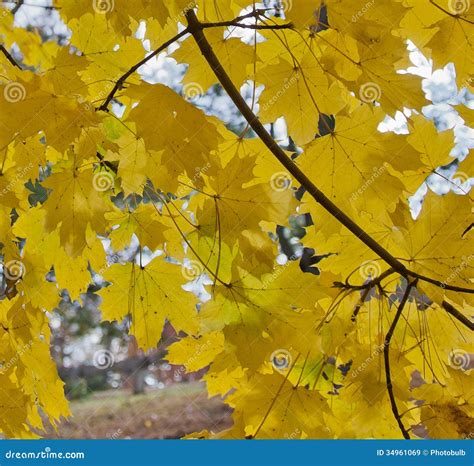 Arc of Yellow Norway Maple Leaves Stock Image - Image of leaves, branch ...