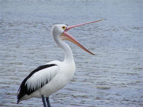 Free Images : bird, wing, pelican, seabird, beak, fauna, vertebrate ...