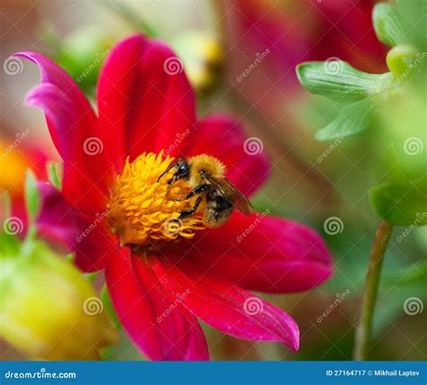 Honey Bee (Apis Mellifera) on Dahlia Flower Stock Image - Image of dahlia, closeup: 27164717