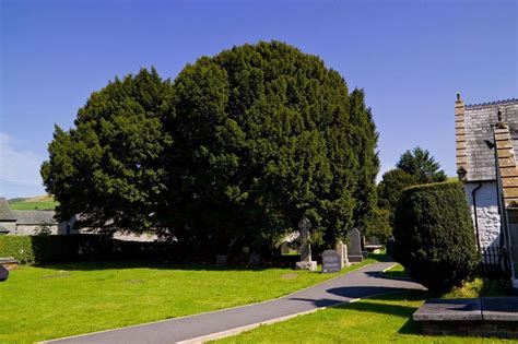 Llangernyw Yew~4000-5000 years old | Conwy, North wales, Wales