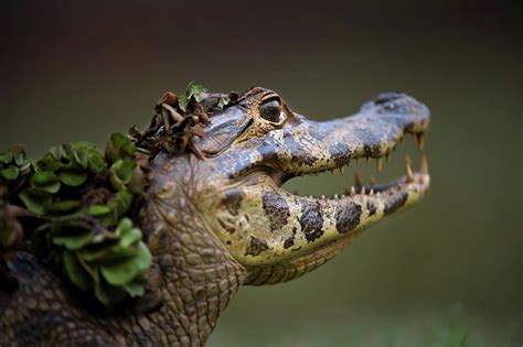 Yacare Caiman (caiman Yacare) Photograph by Nick Garbutt | Pixels