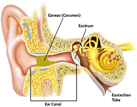 Cerumen