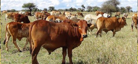 Improved Boran Cattle An Important Component Of Meat In Arid Areas – KARI.org