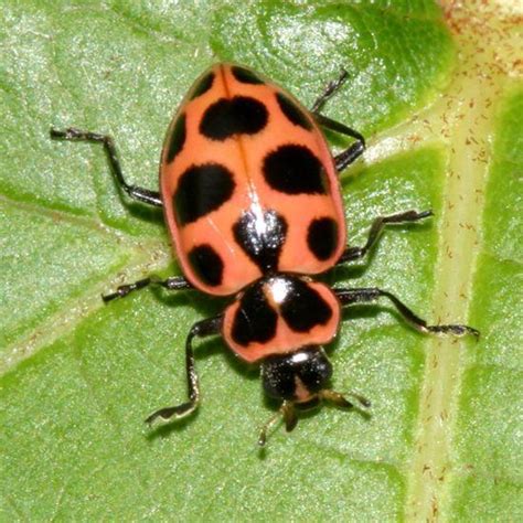 Convergent Lady Beetle: Identification, Life Cycle, Facts & Pictures