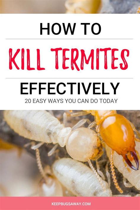 Discovering The Best Termite Poison To Protect Your Home From ...