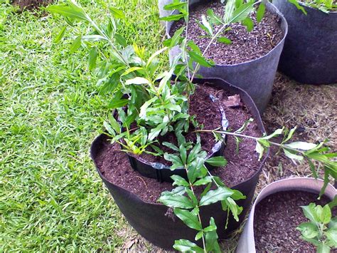 GeddyFlea Living The Dream: #23 - Pomegranate Propagation in a Pot