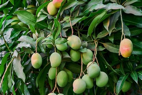 How to Grow Mango Trees