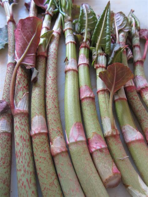 The Joyful Forager-Japanese Knotweed: A Healthy Edible Invasive