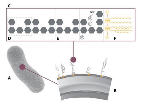 Exploring Lipopolysaccharides (LPS): Endotoxins from gram-negative ...