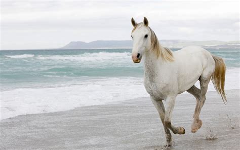 วอลเปเปอร์ : ทะเล, ทราย, หนี, สร้อย, ม้าเหมือนสัตว์เลี้ยงลูกด้วยนม, Mustang ม้า, ม้าขาว ...