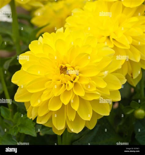 Yellow Dahlia Dahlias Stock Photo - Alamy