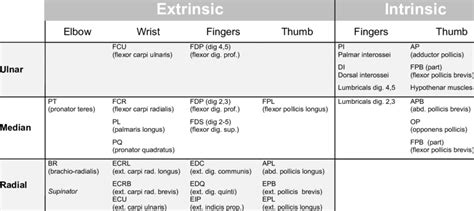 Intrinsic Muscles Of The Hand