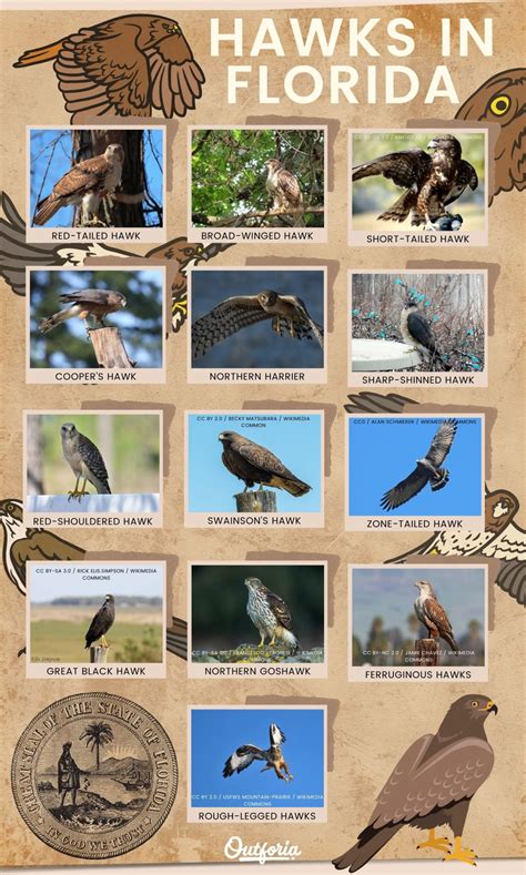 The 13 Species of Hawks in Florida (Chart and Pictures)