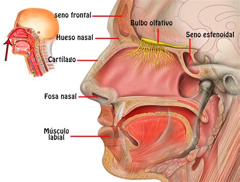 La Nariz – Paxala.com