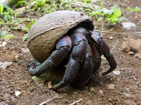 christmas island coconut crabs