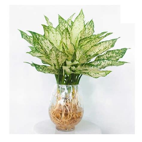 Cây Ngọc Ngân thủy sinh trong nước giá chỉ 155k | Flowerfarm.vn - shophoa