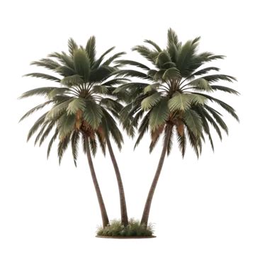 Palm Trees Isolated On White Background, Palm Trees Isolated, On White ...