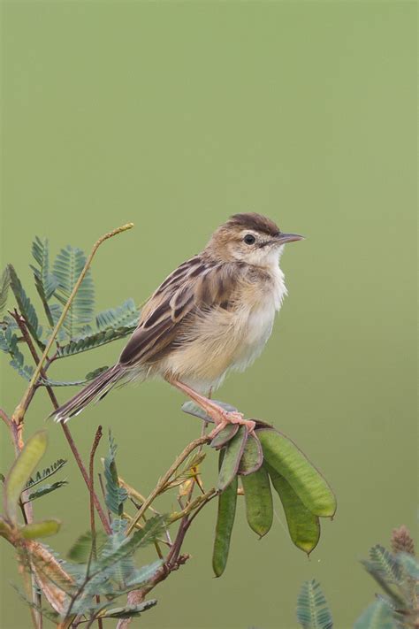 Zitting Cisticola – Birds of Singapore